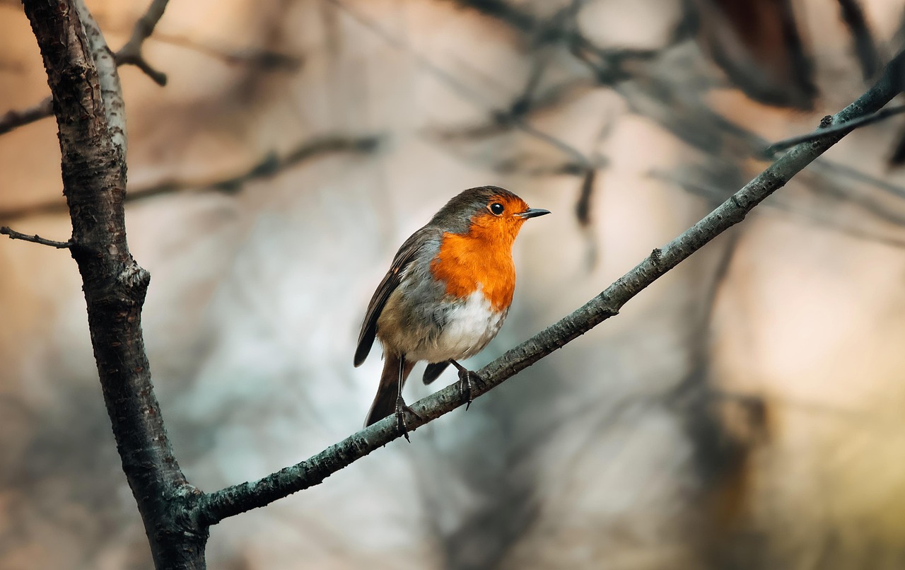 Pettirosso che si nutre di semi in un giardino, circondato da piante verdi.