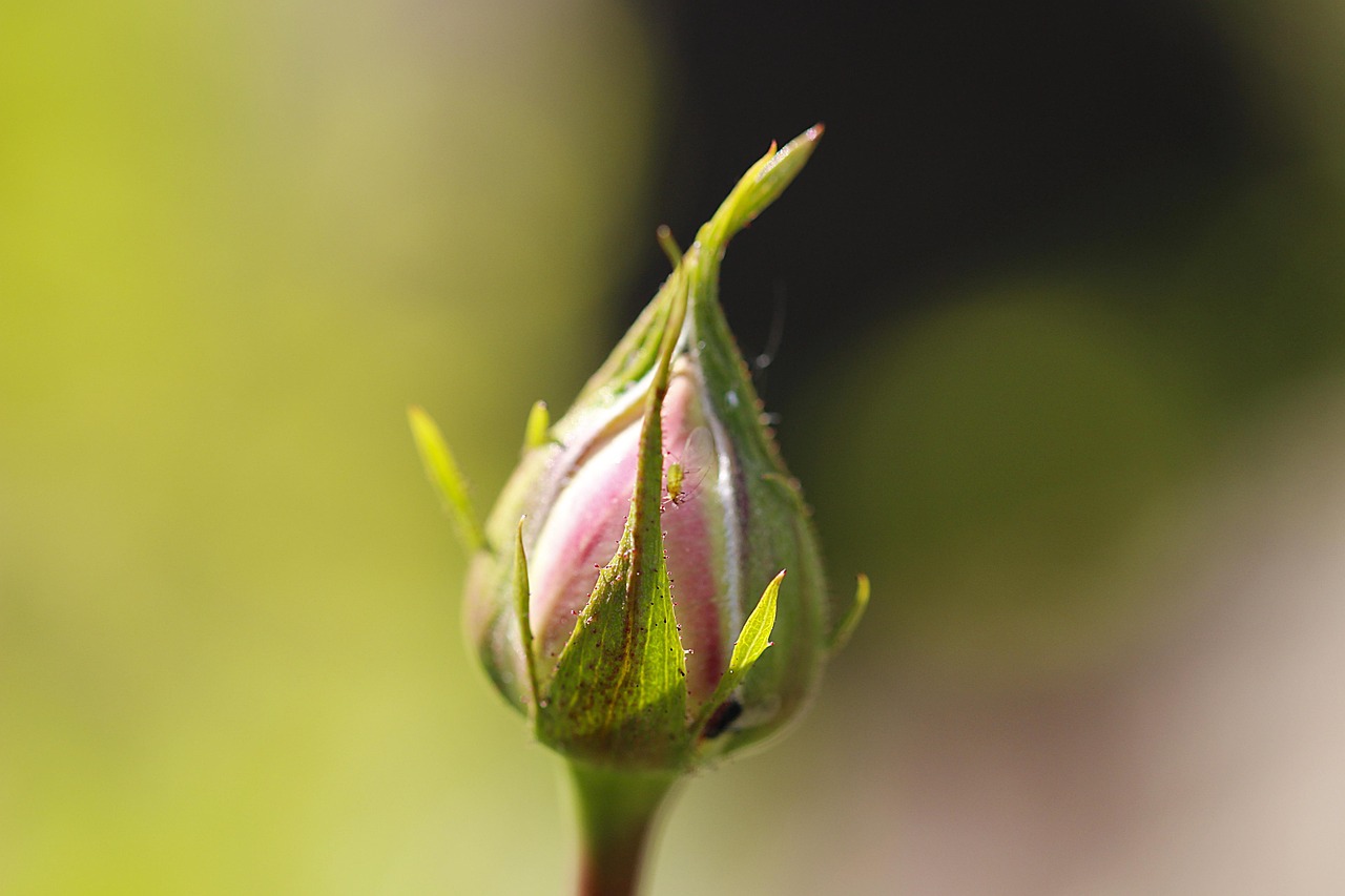 Afidi verdi su petali di rosa con rimedi naturali in vista.