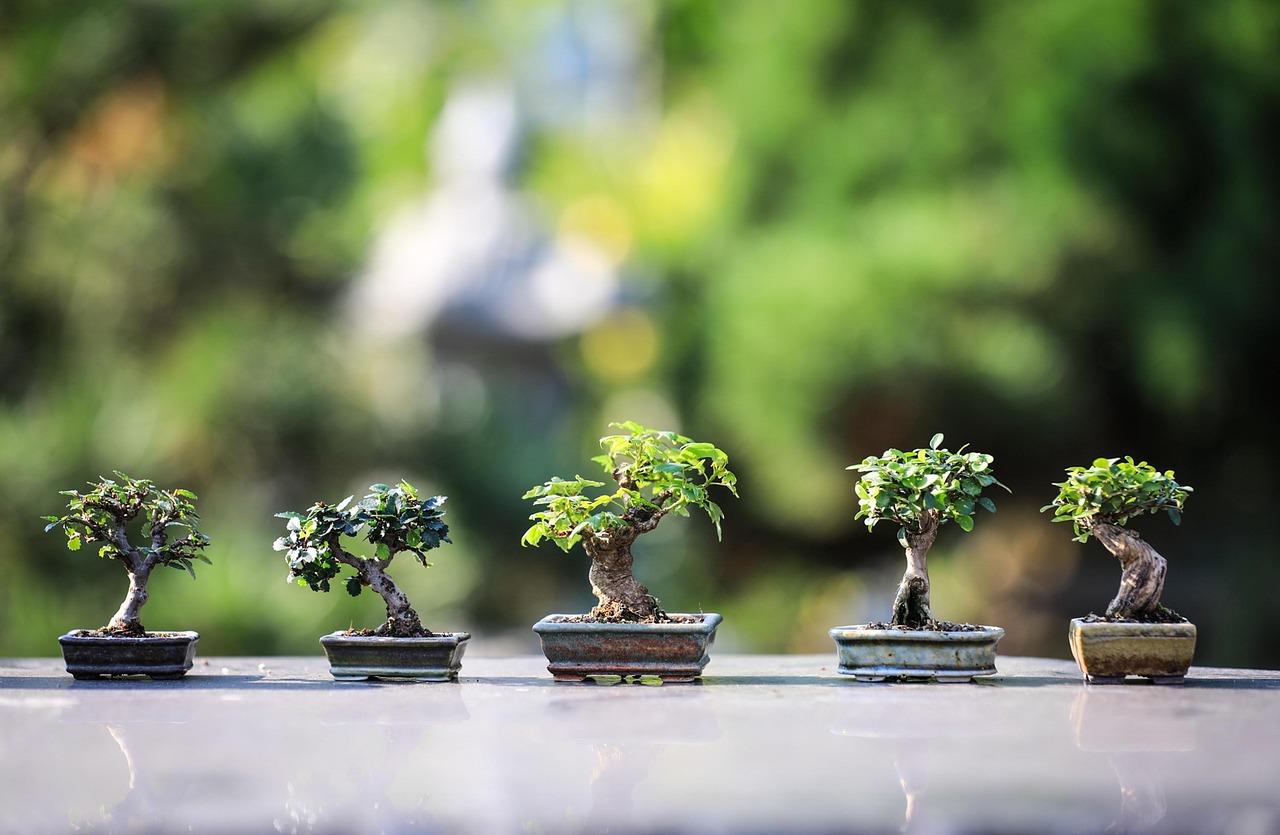Tre bonsai facili da coltivare, ideali per principianti, su sfondo naturale.