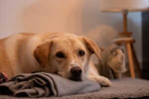Cane che distrugge casa: ecco le cause e il metodo per risolvere
