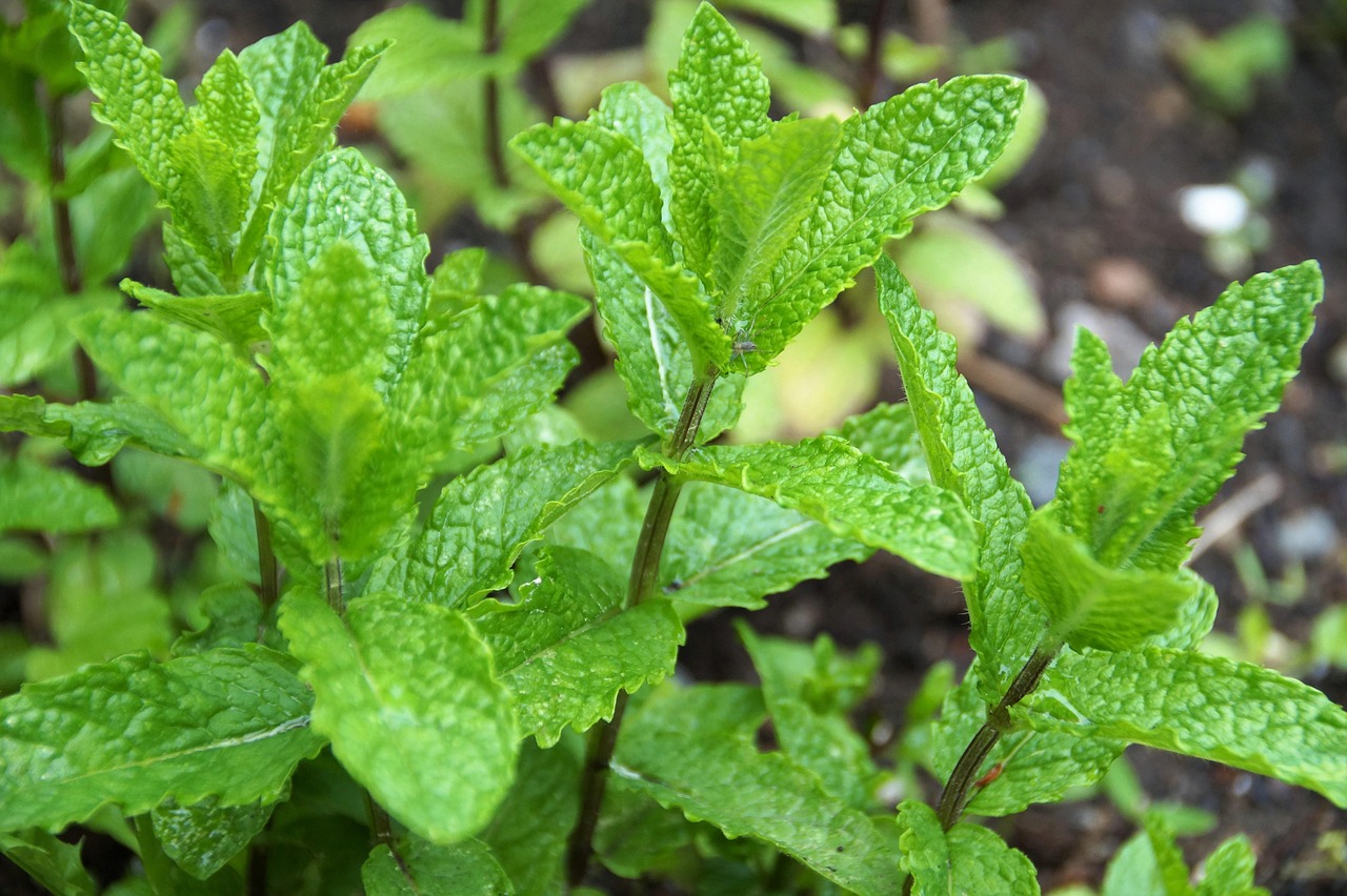 Immagine di una pianta di menta in vaso, mostrata in un giardino ben curato.