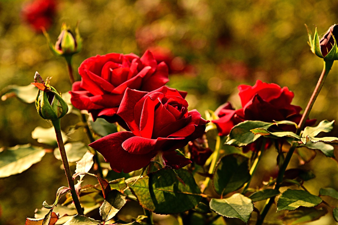 Terreno fertile con compost e fertilizzante per rose rigogliose, circondato da fiori colorati.