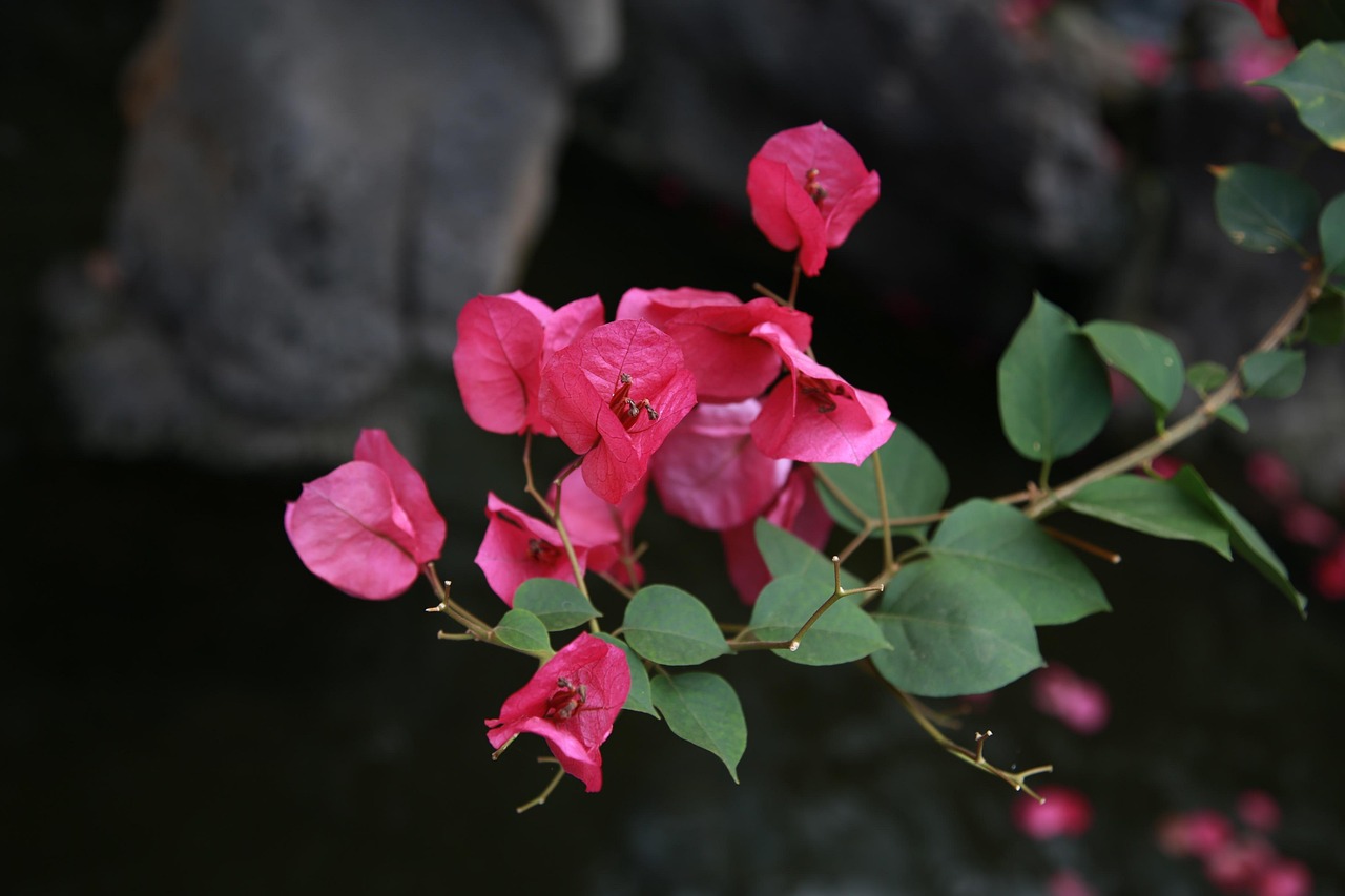 Bougainvillea in fiore con colori vivaci, simbolo di fioritura esplosiva grazie a tecniche di cura specifiche.