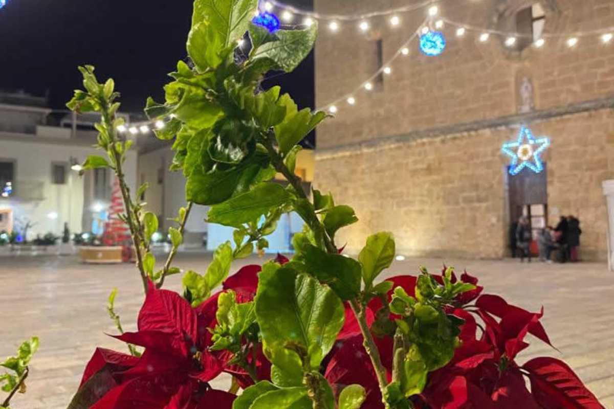 Stella di Natale in vaso con foglie verdi e fiori rossi, pronta a rifiorire dopo le festività.