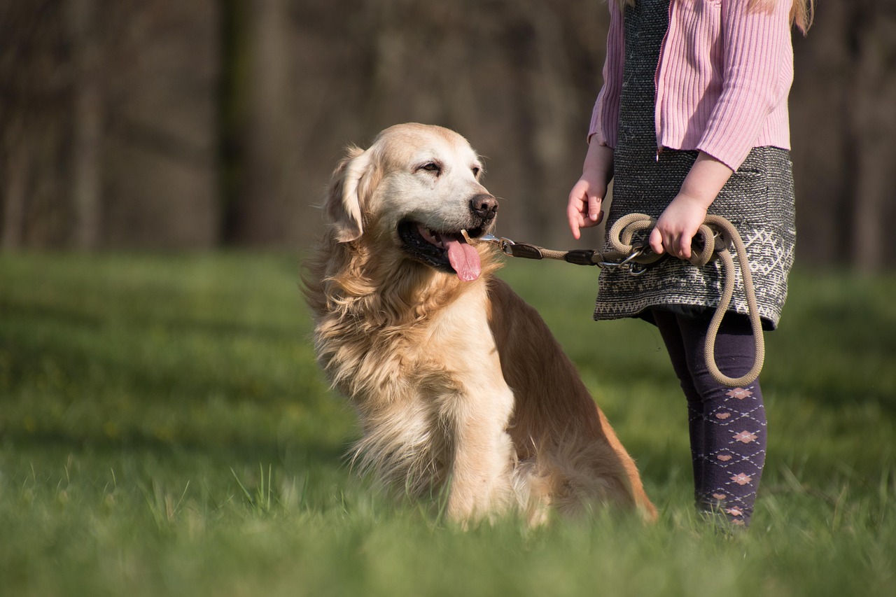 Cane al guinzaglio che cammina tranquillo accanto al suo padrone durante una passeggiata.