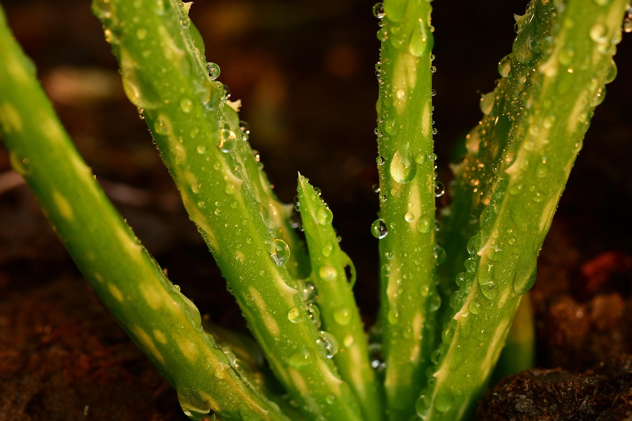 Aloe vera sana in vaso, con foglie verdi e rigogliose, illustrate tecniche di innaffiatura corrette.