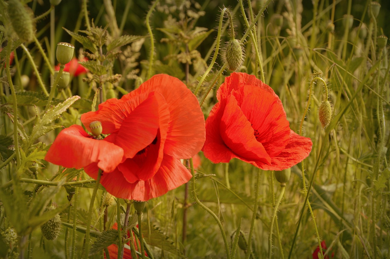 Campo di papaveri rossi in fiore, simbolo di bellezza e natura nel prato.
