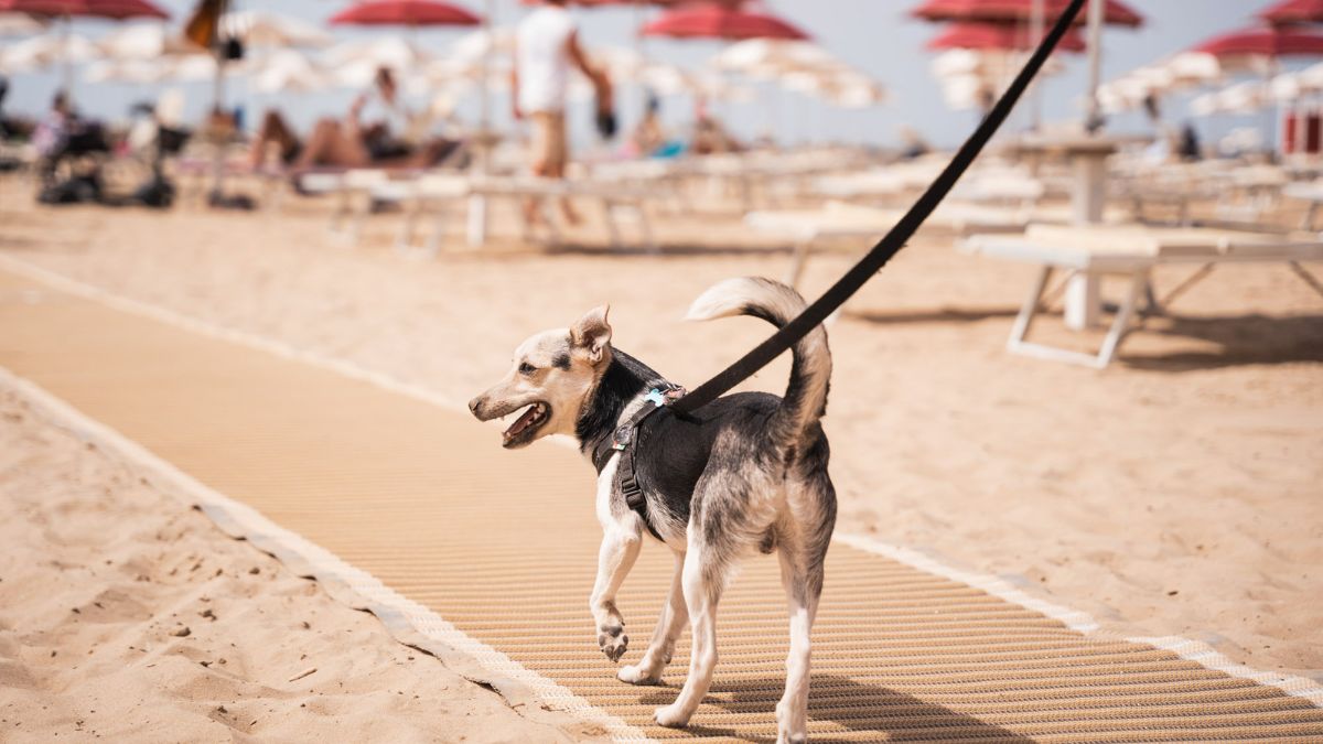 Cane che indossa una pettorina, illustrando le opzioni per la scelta tra pettorina e collare.