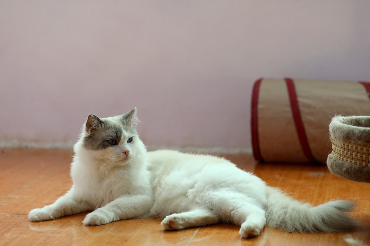 Gatto in attesa davanti alla porta, simbolo di affetto e attesa per il ritorno del proprietario.
