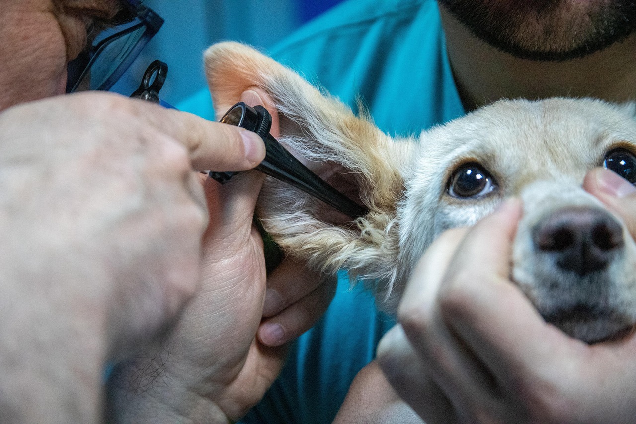 Cane in visita veterinaria, il veterinario controlla la salute dell'animale.