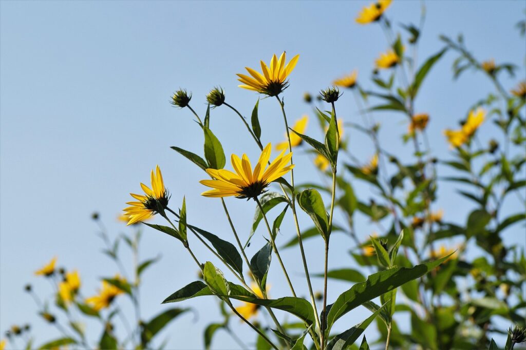 Coltivare i topinambur: i fiori sono gialli e i tuberi si mangiano (ma si espandono ovunque)