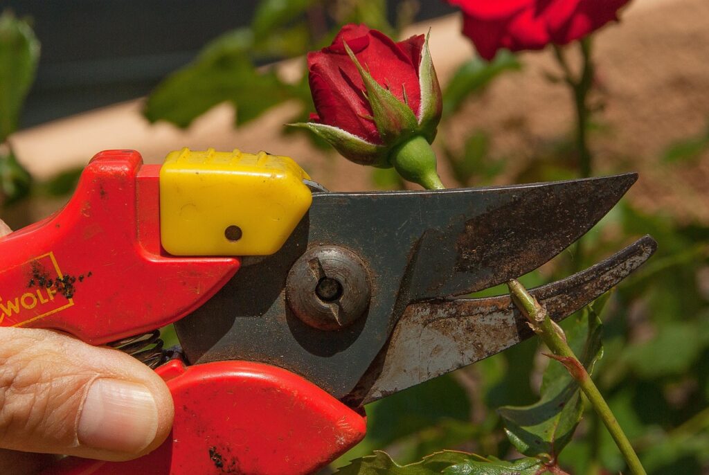 Come e quando potare le rose: ecco i tre trucchetti dell’esperto