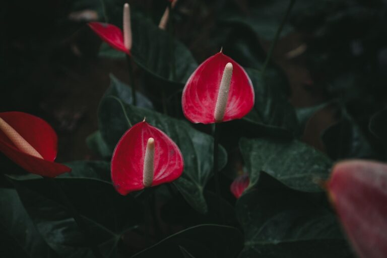 Guida pratica per la cura dell'Anthurium in casa