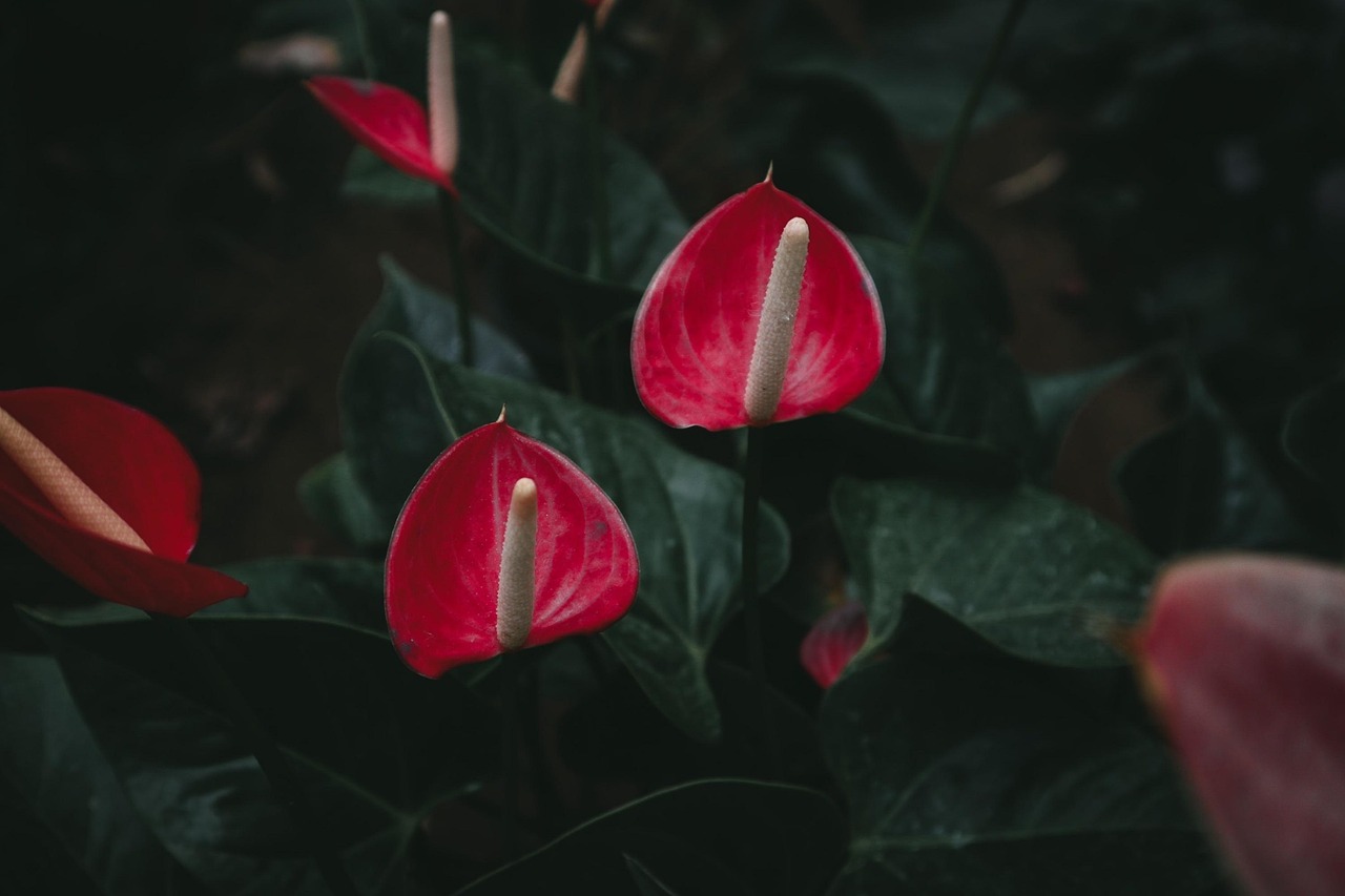 Anthurium in fiore, pianta d'appartamento con foglie verdi e petali rossi lucidi.