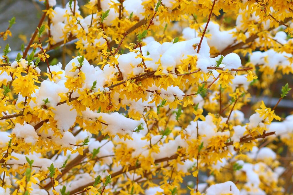 La pianta che fiorisce anche con la neve: ecco qual è e come farla durare tutto l’inverno
