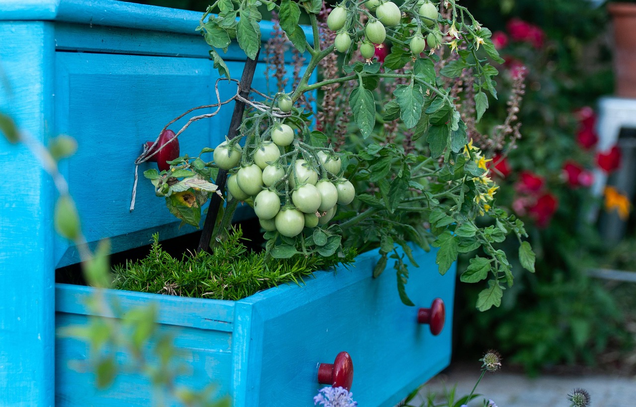 Pianta naturale che respinge le cimici, posizionata vicino a pomodori in un orto.