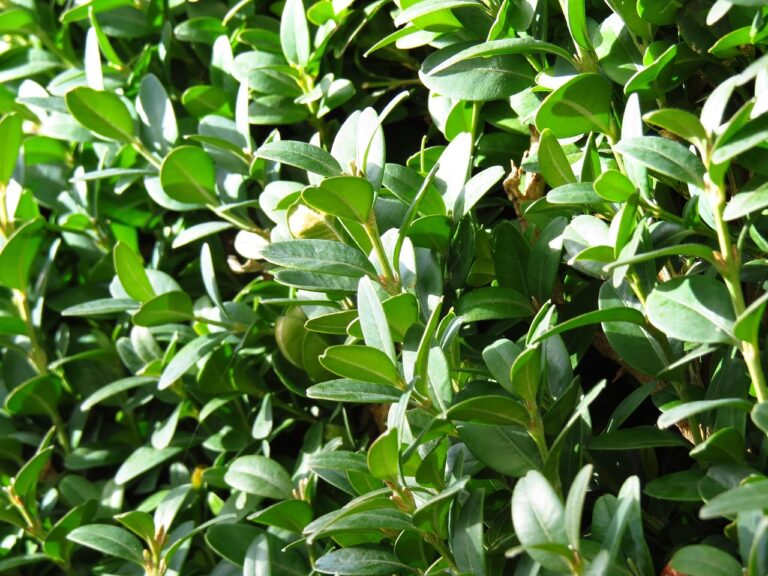 La pianta da siepe più resistente al gelo: cresce in fretta e resta verde tutto l’anno