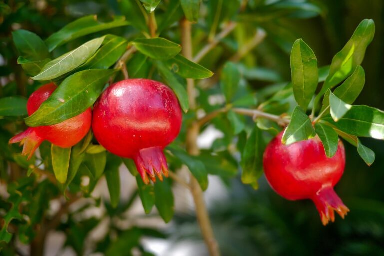 Qual è il momento migliore per potare il melograno e ottenere più frutti