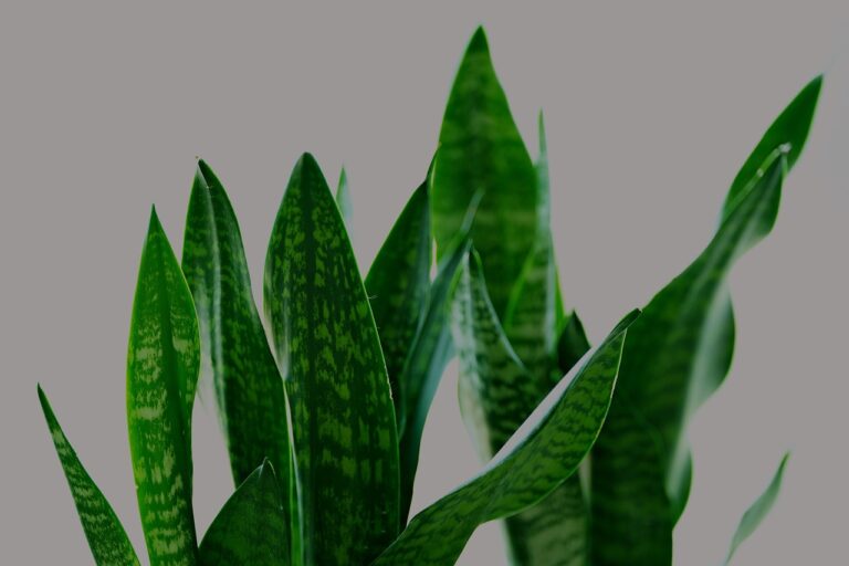 Sanseveria, ecco come curarla: il consiglio dei giardinieri