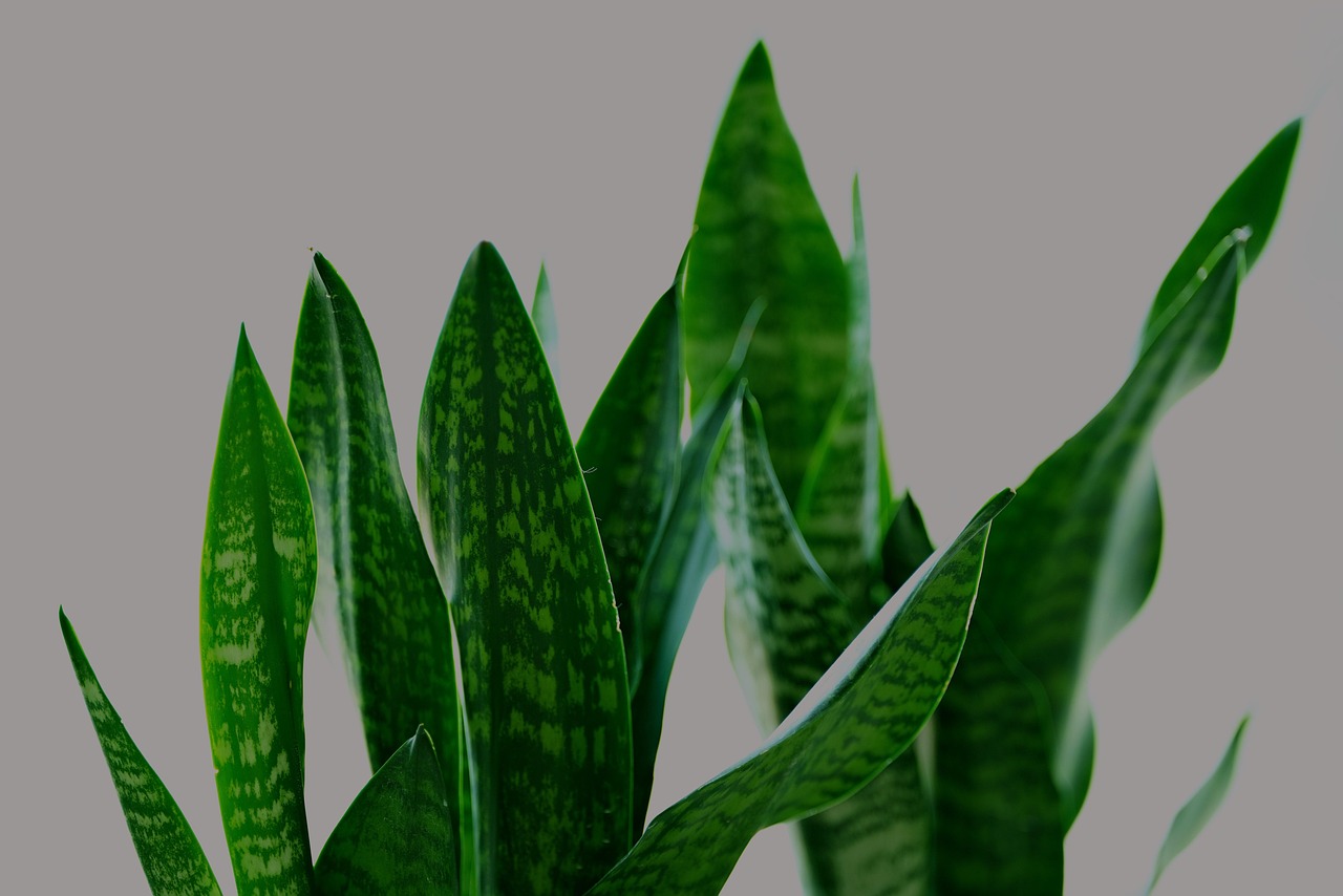 Sanseveria verde con foglie rigide, ideale per la cura in casa secondo i giardinieri.