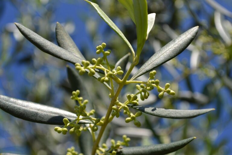 Ulivo: ecco cosa fare adesso per avere più fiori e più olive, senza fatica inutile
