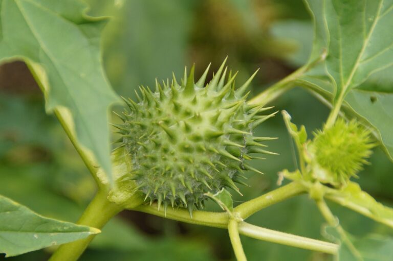 Attenzione a questa pianta: in estate può soffrire moltissimo