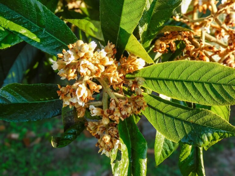 Attenzione a questo errore: può fermare la fioritura