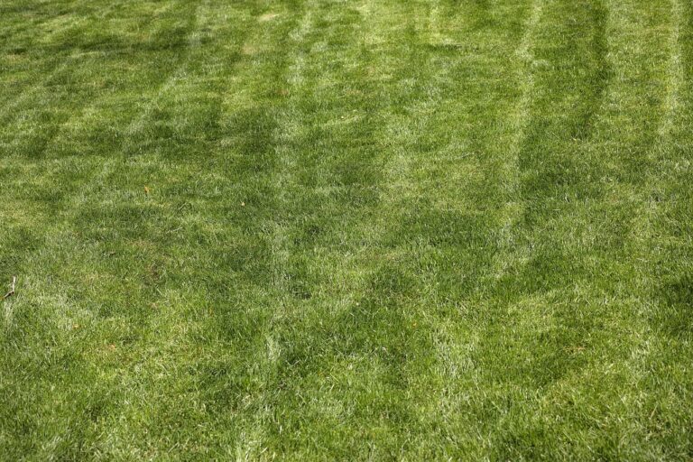 Attenzione a questo errore: può seccare il prato