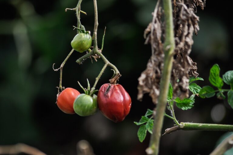 Attenzione ai pomodori: questo errore può compromettere il raccolto
