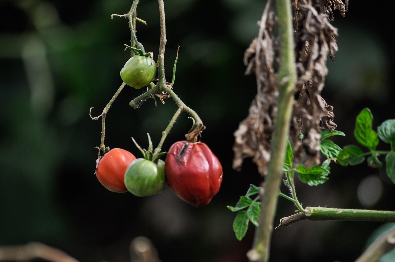 Pomodori rossi in un campo, con un contadino che controlla le piante per evitare errori di raccolto.