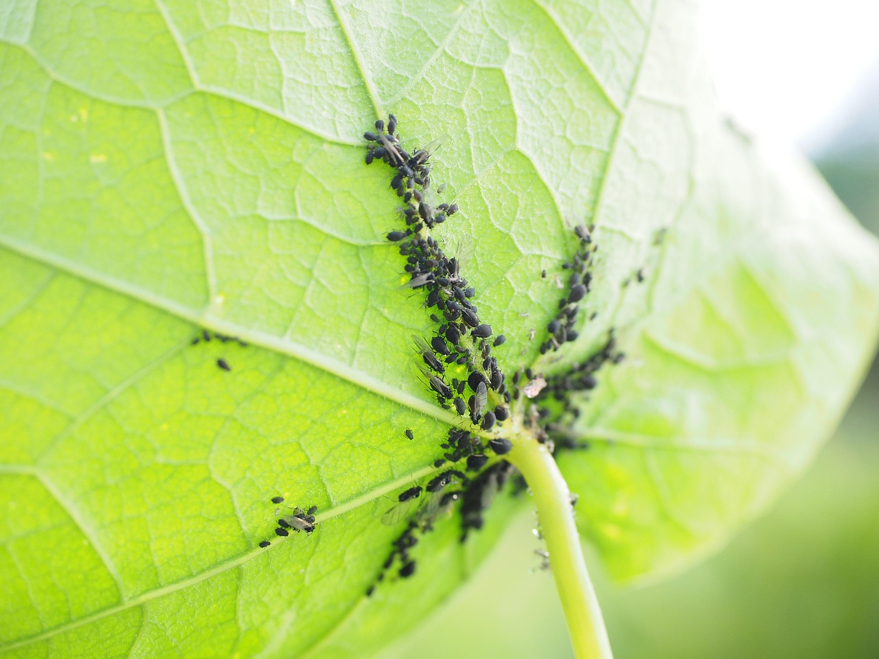 Immagine di cocciniglie su una pianta, evidenziando i danni fogliari causati.