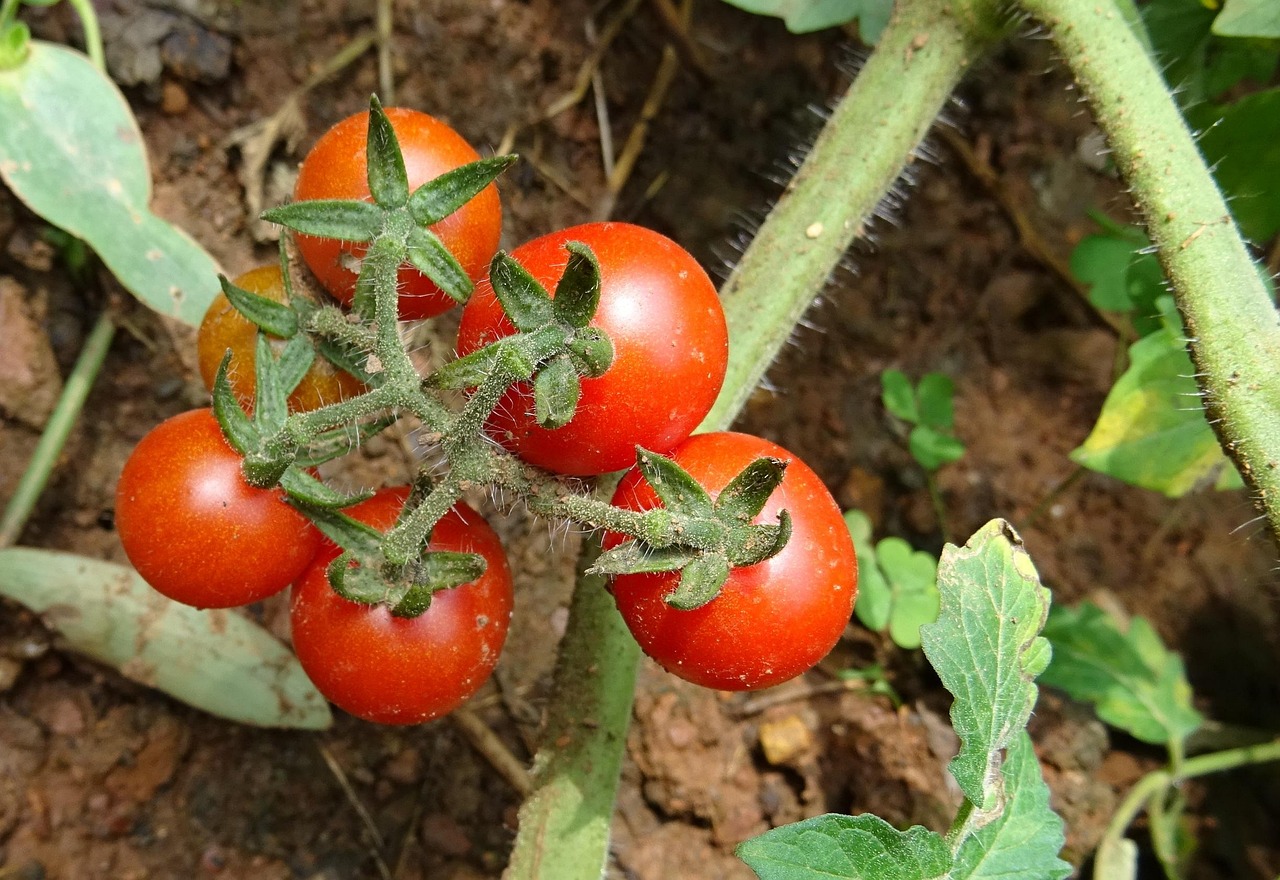 Foglie di pomodoro ingiallite, segnale di problemi da non trascurare nell'orto.