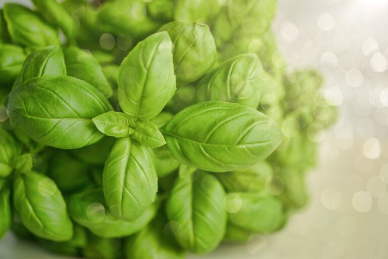 Basilico sempre rigoglioso: il trucco che pochi conoscono