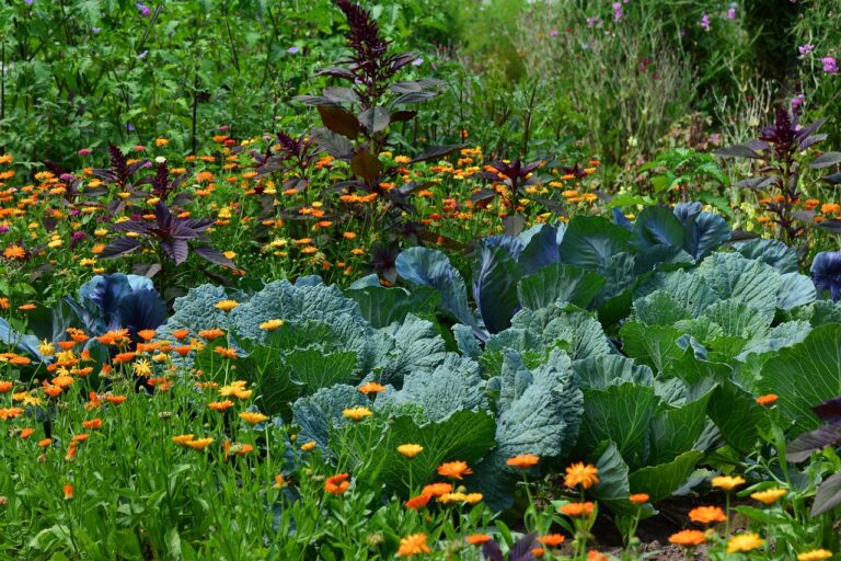 Caldo africano in arrivo? Ecco come salvare il giardino