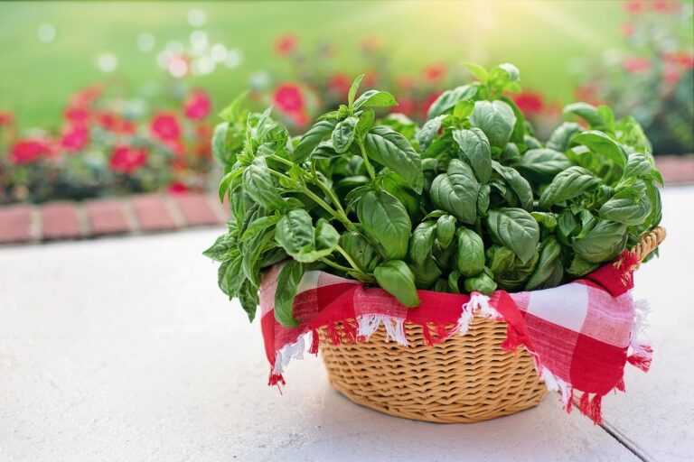 Come avere basilico enorme per tutta l'estate