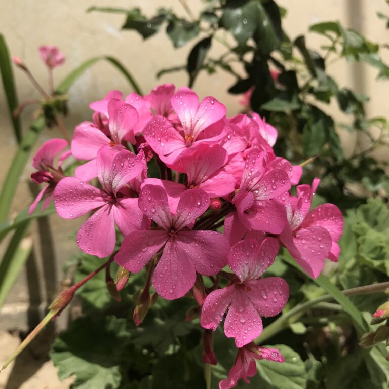 Come avere gerani pieni di fiori: il trucco che cambia tutto