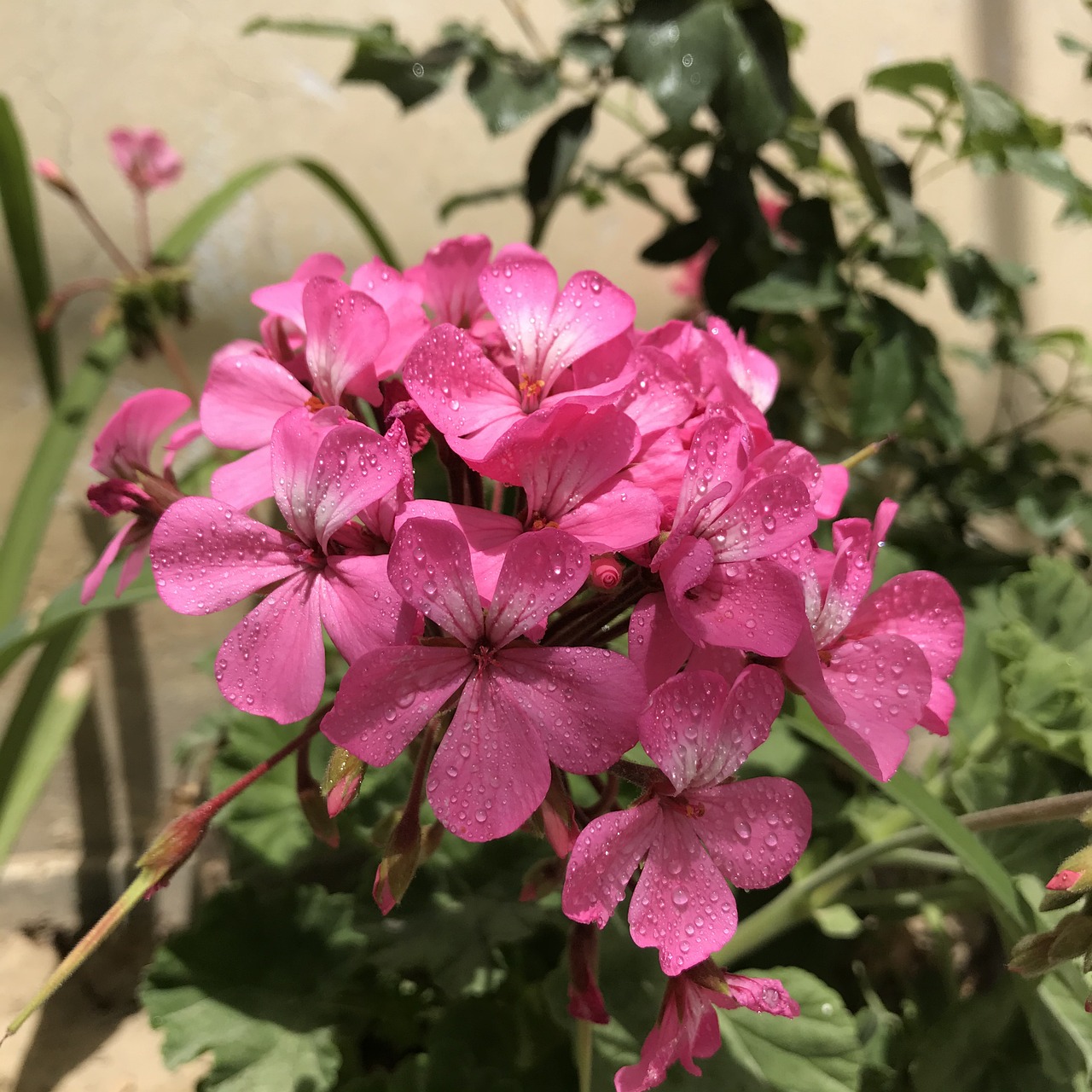 Gerani fioriti in un giardino, evidenziando la loro bellezza e vivacità.