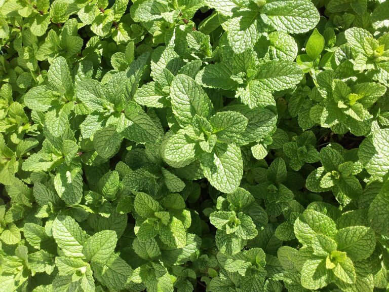 Come avere menta abbondante per tutta l'estate