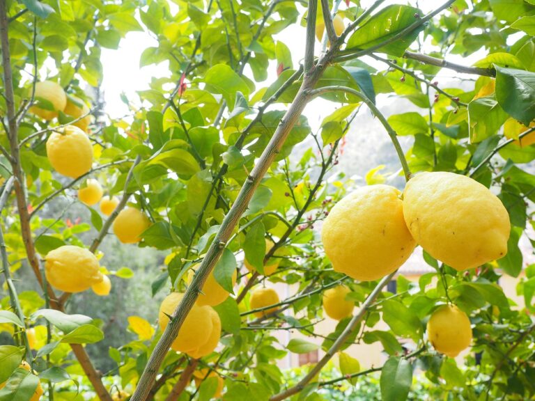 Come avere un limone carico di frutti sul balcone