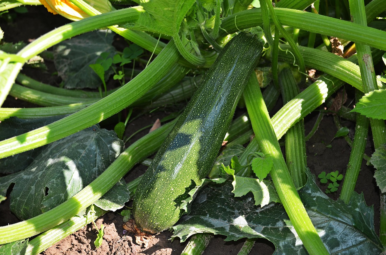 Zucchine fresche e verdi raccolte in un orto estivo soleggiato.