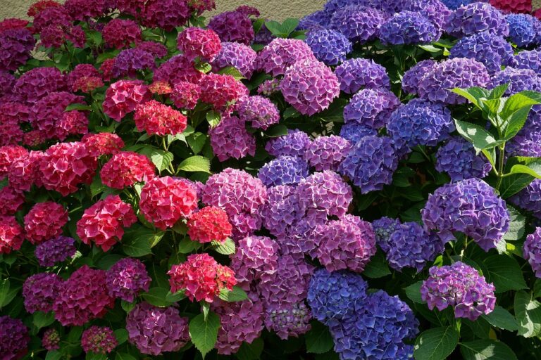 Come cambiare il colore delle ortensie in estate